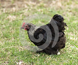 Birchen Cochin Bantam Hen poultry pekin