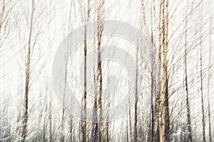 Birches abstract