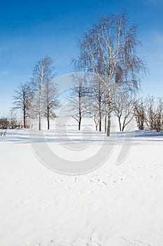 Birches against blue sky in winter