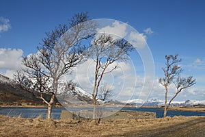 Birches against ,mountains and cloudy sky photo