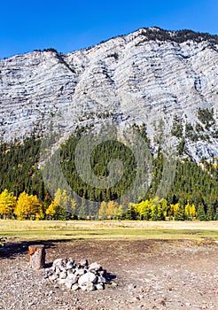 The birches and aspens