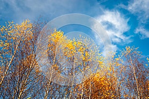 Birches at autumn against blue sky