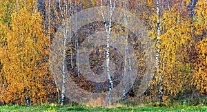 Birches in autumn colors with yellow leaves and green grass