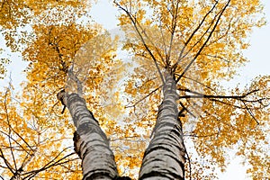 Birches, autumn day