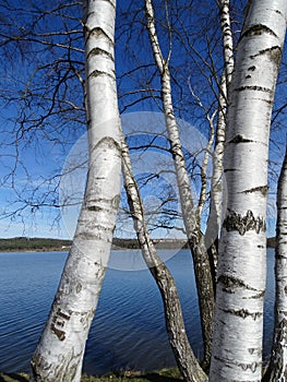 a birch on the bank of the lake-brombachsee photo