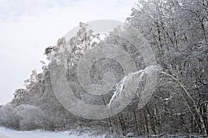 Birches bent under the weight of snow