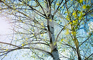 Birches with black and white birch bark and young green leaves, in early spring against a blue sky. The concept of nature, peace,