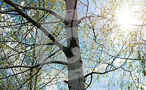 Birches with black and white birch bark and young green leaves, in early spring against a blue sky. The concept of nature, peace,