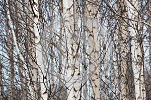 Birches close-up. Natural background