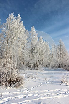 The birches covered with hoarfrost. Winter landscape.