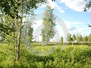 Birches in the field, May.