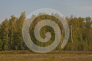 Birches and firs grow side by side, green clearing with grass in front