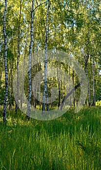 Birches in forest