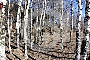 Birches forest, abstract background, nature