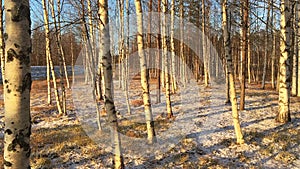 Birches in the forest with some snow on the ground