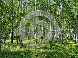 Birches in a green forest. A sunny day