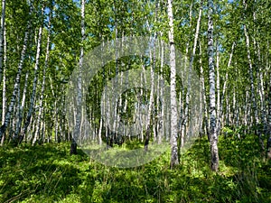 Birches in a green forest. A sunny day