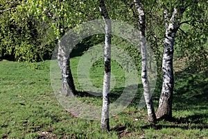 Birches photo