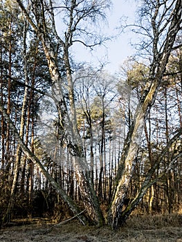 Birches growing as a shrub