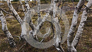 Birches growing in black forest