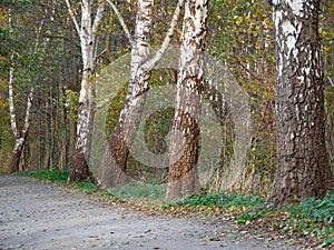 Birches growing by the forest path. View of many birches growing along the road. Black and white trees in the autumn forest.