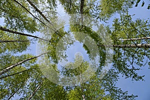 Birches leaves over blue sky