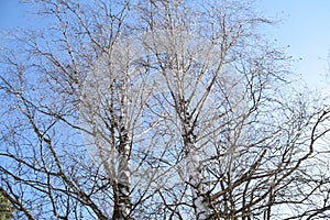 Birches Side By Side