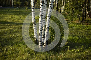 Birches in park. Trees and green grass. Details of nature