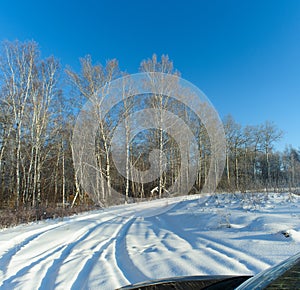 Birches are reflected in the windshield and hood of the car