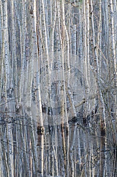 Birches reflection