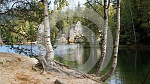 Birches on the shores of a  imountain lake