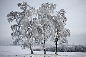 Birches after a snowfall.