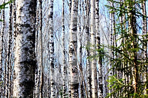 Birches. Spring wood.