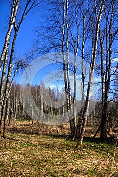 Birches. Spring wood.