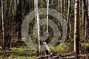 Birches. Spring wood.