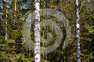 Birches and spruce trees in spring forest