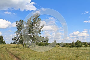 Birches standing in the field inclined by a wind