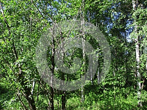 Birches trees. Summer in Siberia