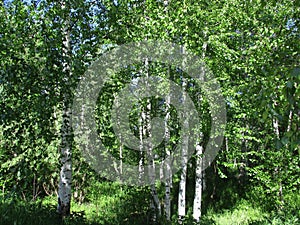 Birches trees. Summer in Siberia
