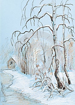 Birches in winter