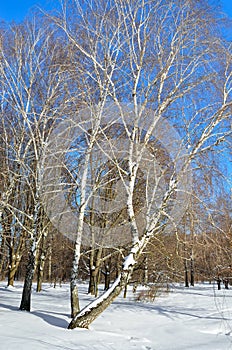 Birches in a winter forest against a blue sky