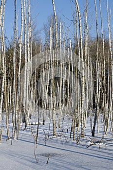 Birches in winter