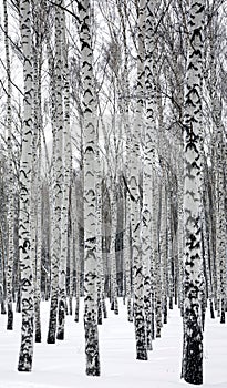 Birches in winter forest