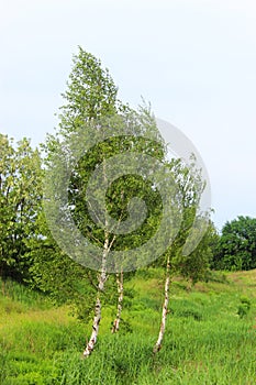 Birchs in the summer