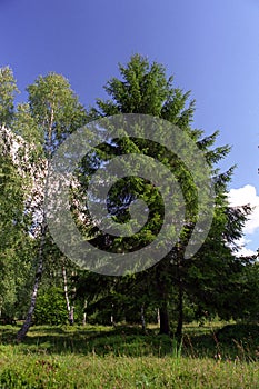 Birchtree and spruce
