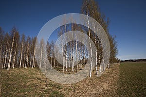 Birchtrees