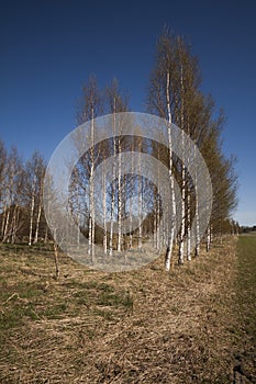 Birchtrees