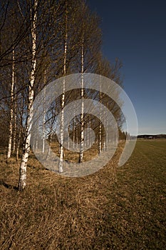 Birchtrees