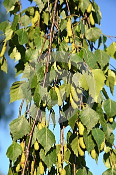 Birch	weeping & x28;warty& x29; & x28;Betula pendula Roth& x29;. Branches with green earrings and leaves