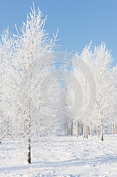 Birchwood in hoarfrost on a sunny winter day